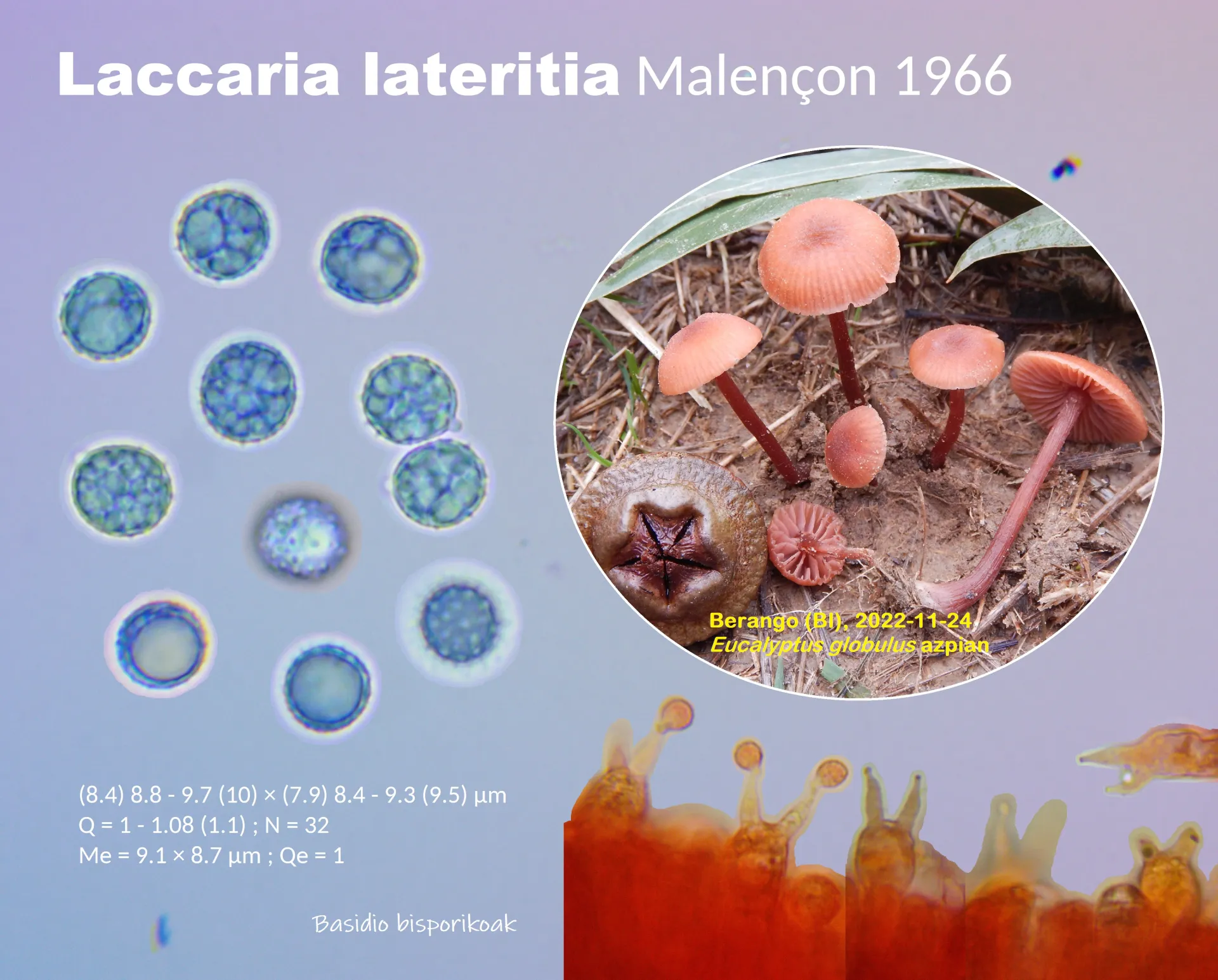 Microscopía de Laccaria lateritia
